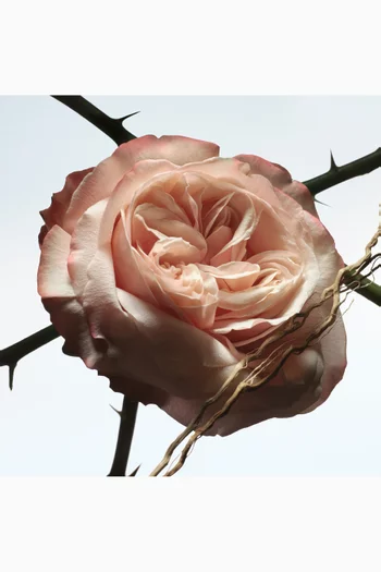 Rosa Carnivora Eau de Parfum, 100ml