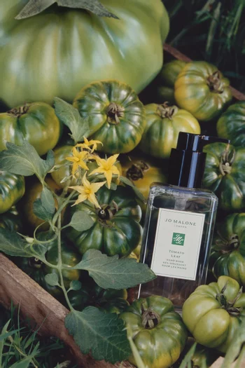 Tomato Leaf Hand Wash, 250ml